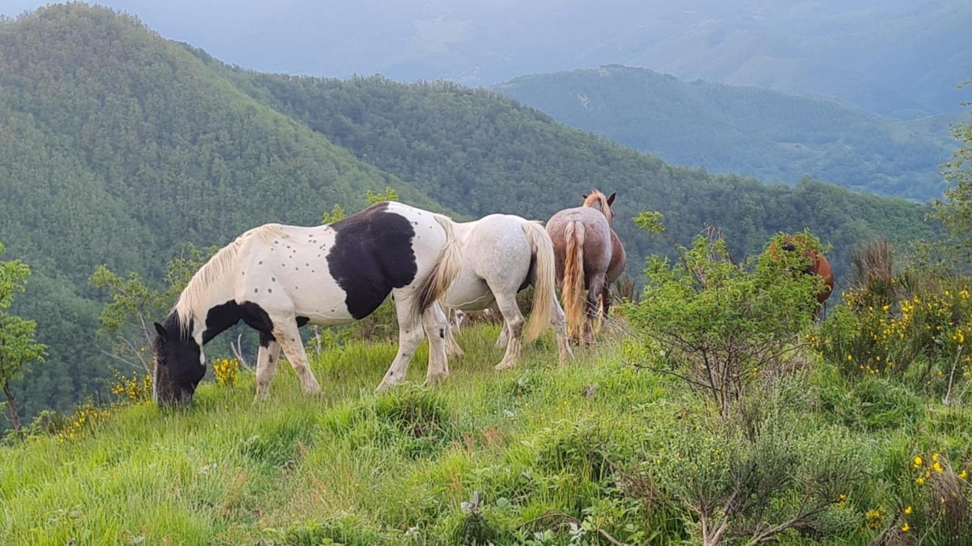 Cuccaro Club - Val Di Vara E Cinque Terre Rocchetta di Vara Kültér fotó